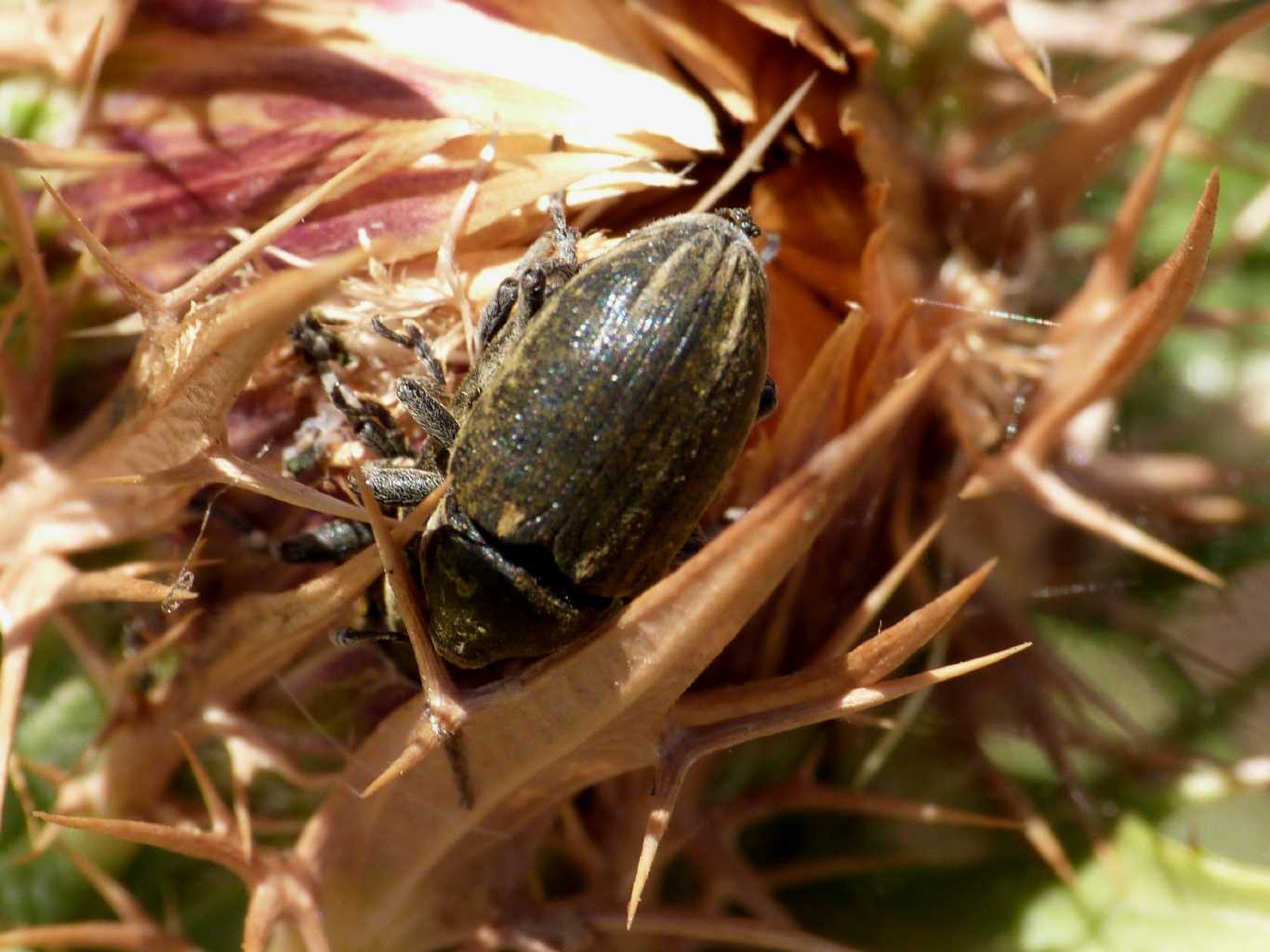 Curculionidi su Carlina - Larinus ursus